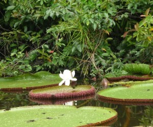Lotus Flower Source: Uff.Travel